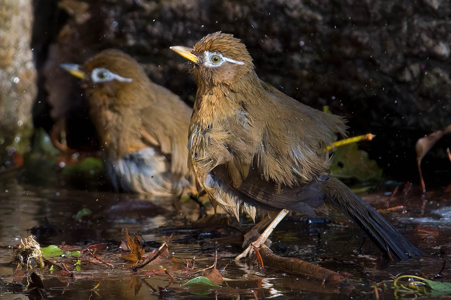 Canon EOS 60D + TAMRON SP 150-600mm F/5-6.3 Di VC USD (A011) and DxO PureRAW 3