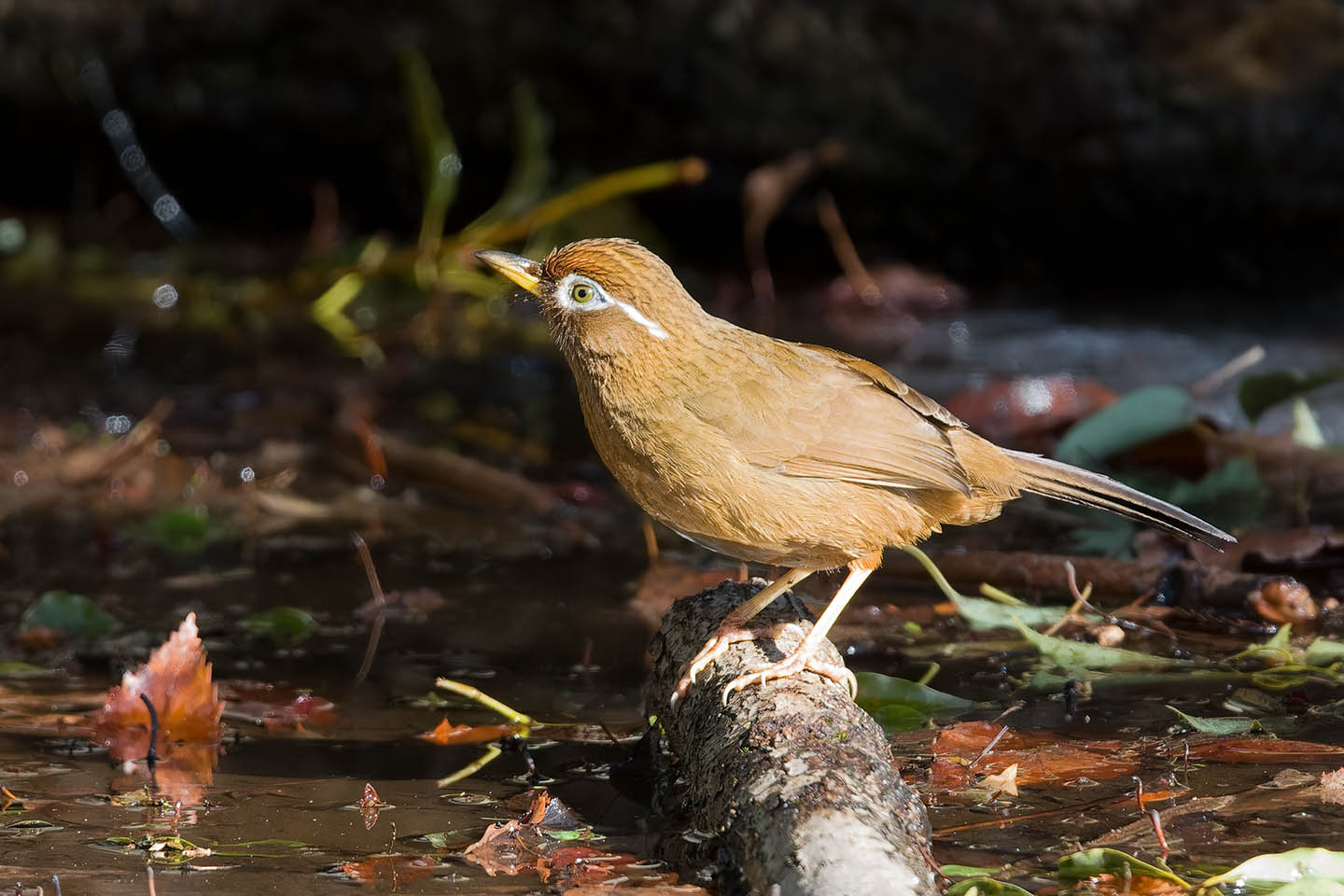 Canon EOS 60D + TAMRON SP 150-600mm F/5-6.3 Di VC USD (A011) and DxO PureRAW 3