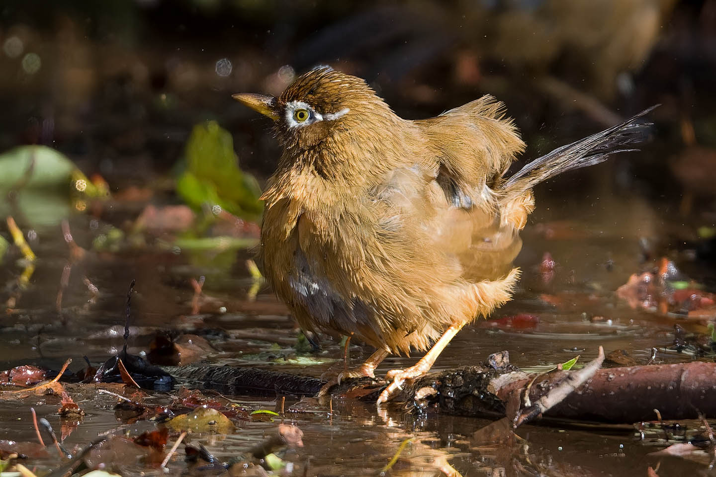 Canon EOS 60D + TAMRON SP 150-600mm F/5-6.3 Di VC USD (A011) and DxO PureRAW 3