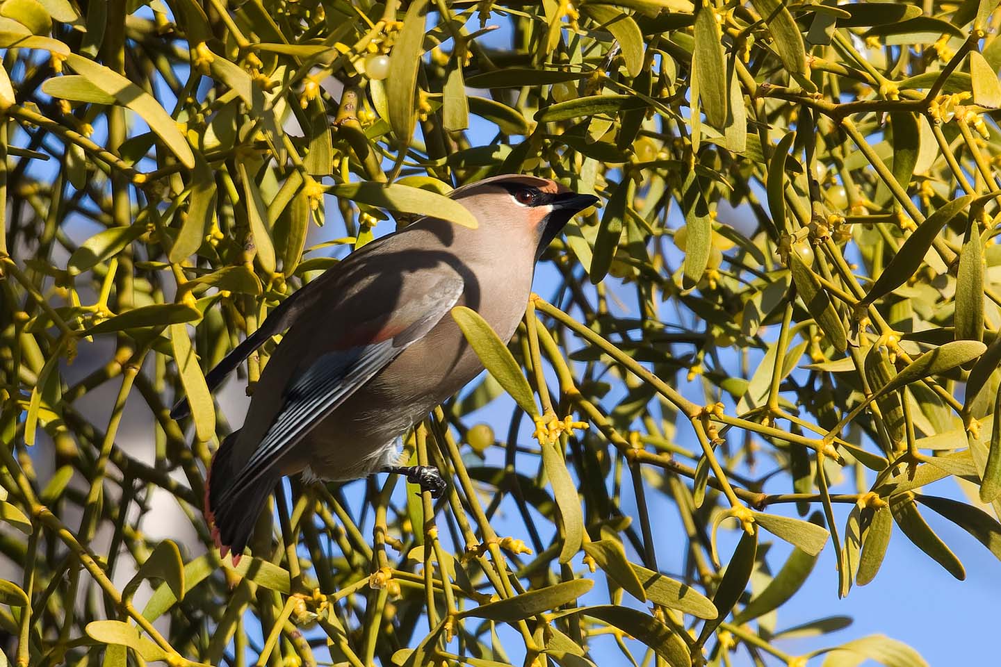 Canon EOS 60D + TAMRON SP 150-600mm F/5-6.3 Di VC USD (A011) and DxO PureRAW 3