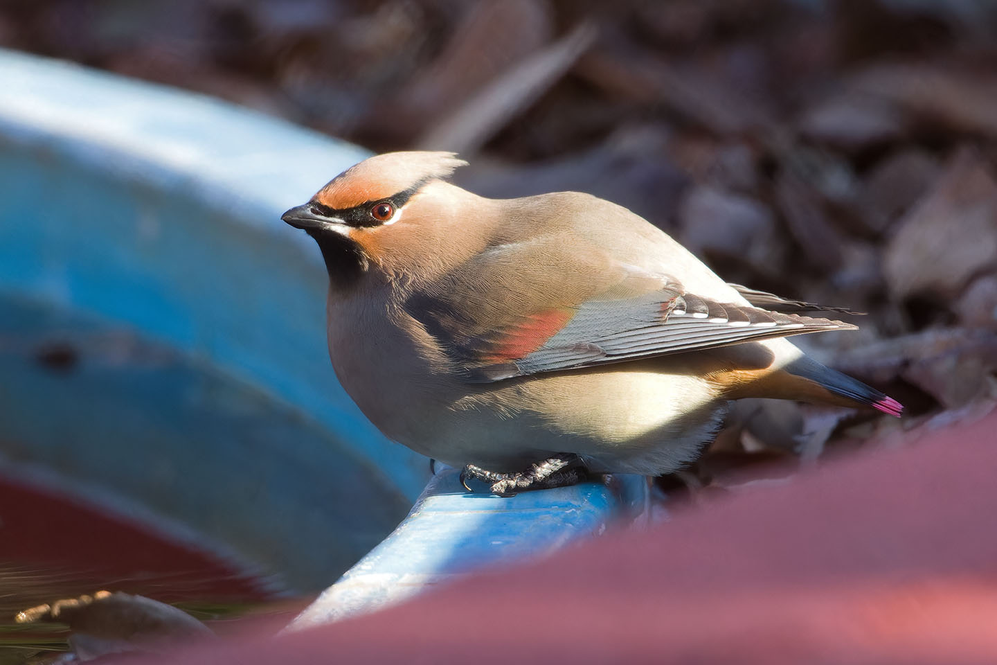 Canon EOS 60D + TAMRON SP 150-600mm F/5-6.3 Di VC USD (A011) and DxO PureRAW 3