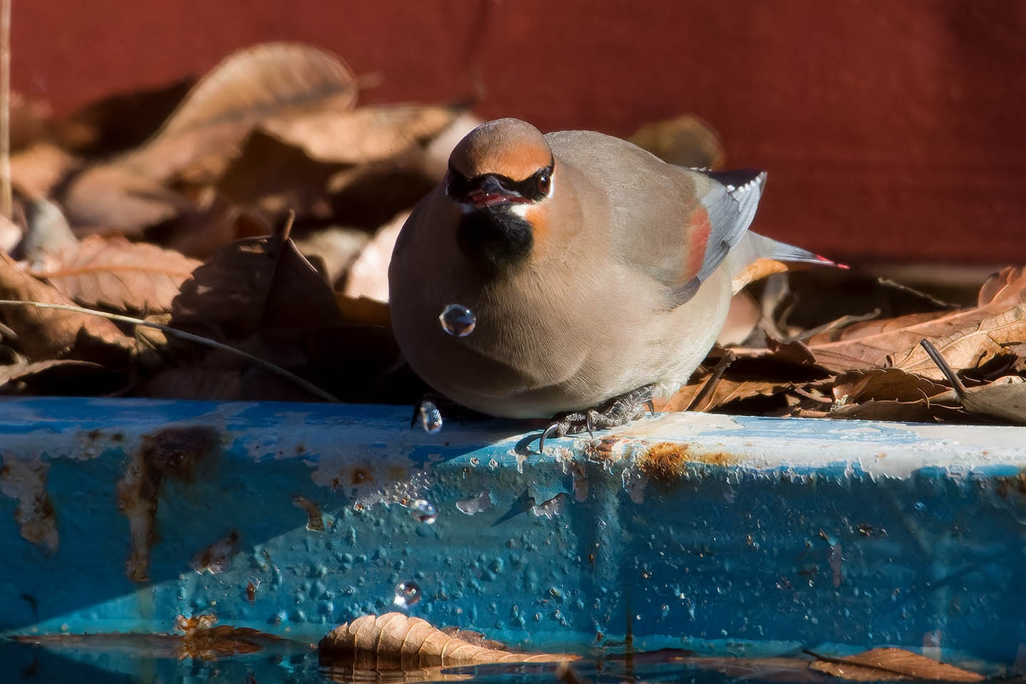 Canon EOS 60D + TAMRON SP 150-600mm F/5-6.3 Di VC USD (A011) and DxO PureRAW 3