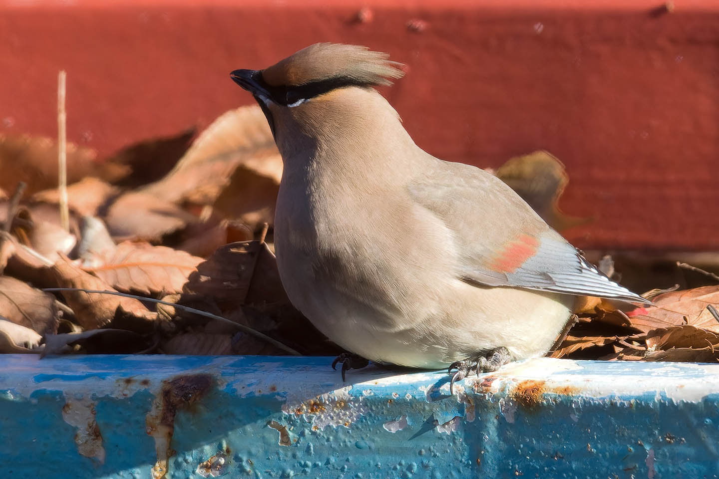 Canon EOS 60D + TAMRON SP 150-600mm F/5-6.3 Di VC USD (A011) and DxO PureRAW 3