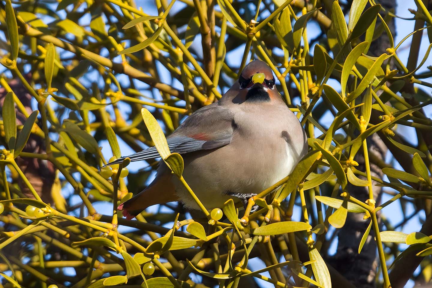 Canon EOS 60D + TAMRON SP 150-600mm F/5-6.3 Di VC USD (A011) and DxO PureRAW 3