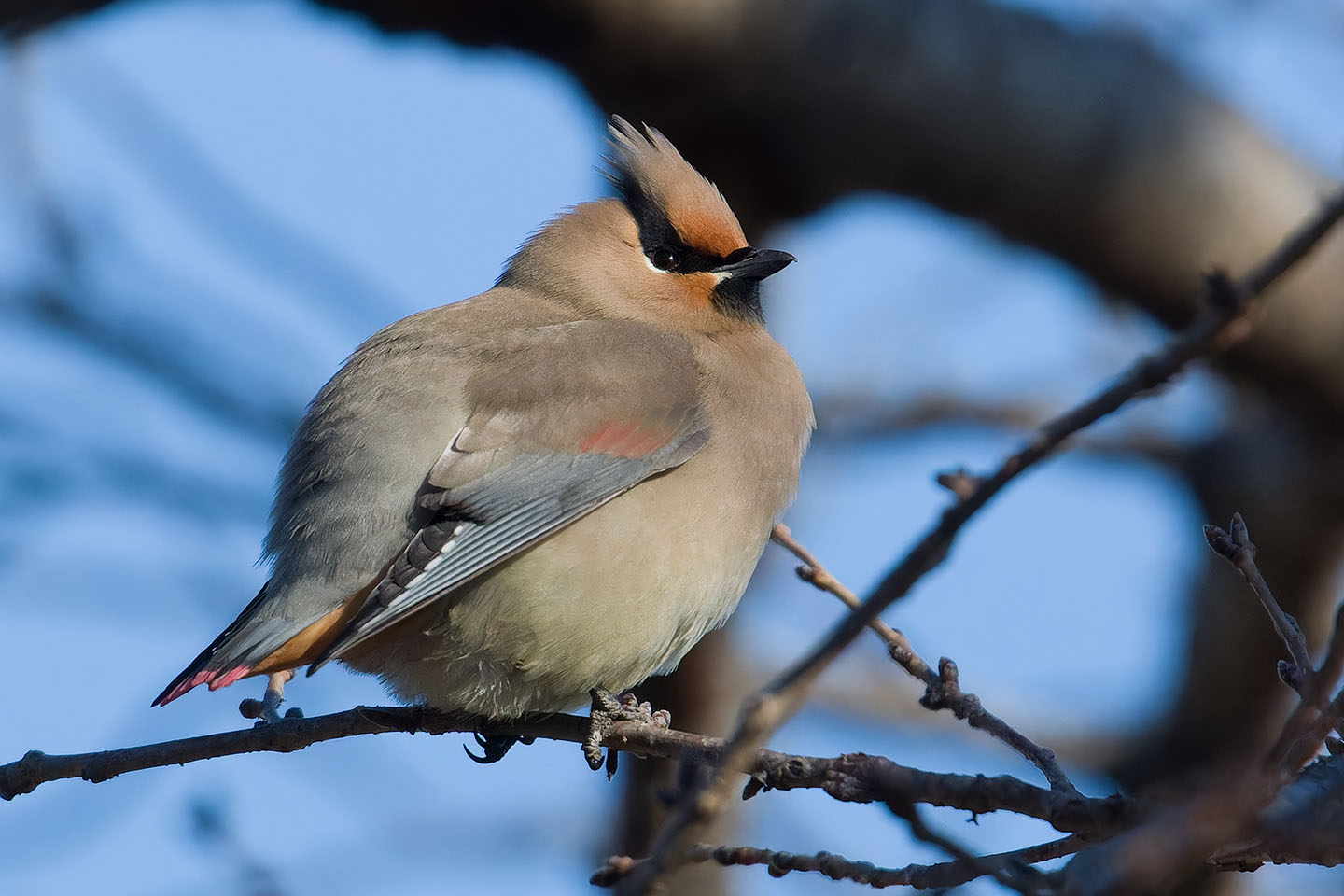 Canon EOS 60D + TAMRON SP 150-600mm F/5-6.3 Di VC USD (A011) and DxO PureRAW 3