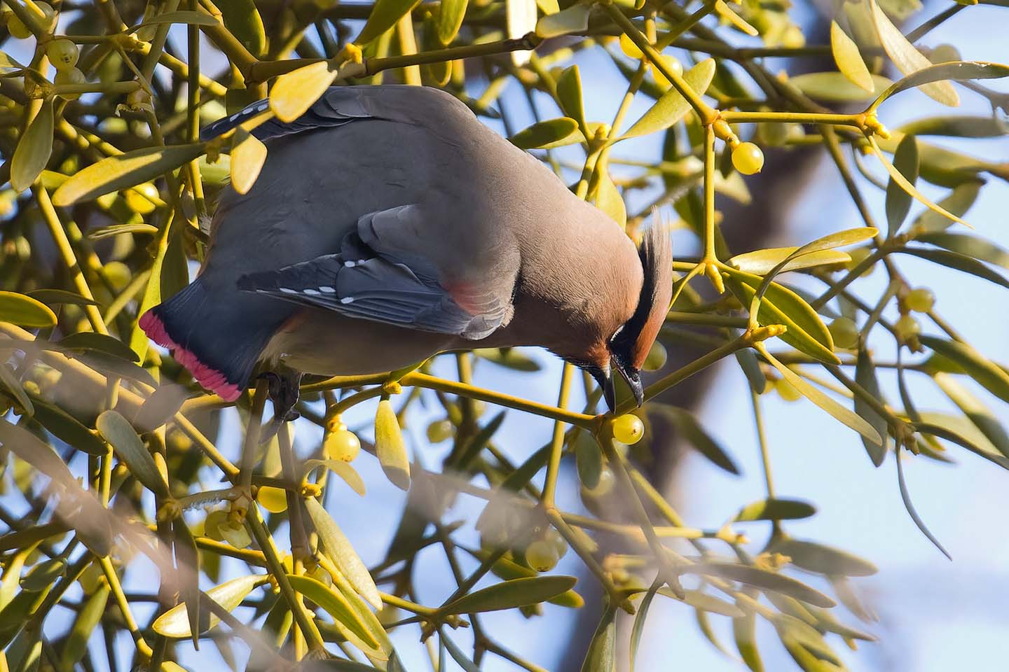 Canon EOS 60D + TAMRON SP 150-600mm F/5-6.3 Di VC USD (A011) and DxO PureRAW 3