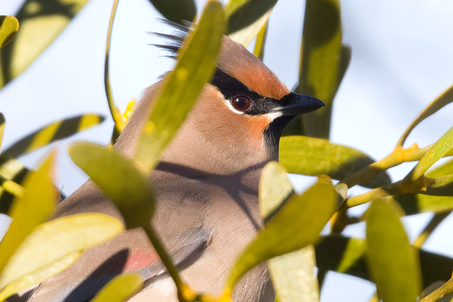 Canon EOS 60D + TAMRON SP 150-600mm F/5-6.3 Di VC USD (A011) and DxO PureRAW 3