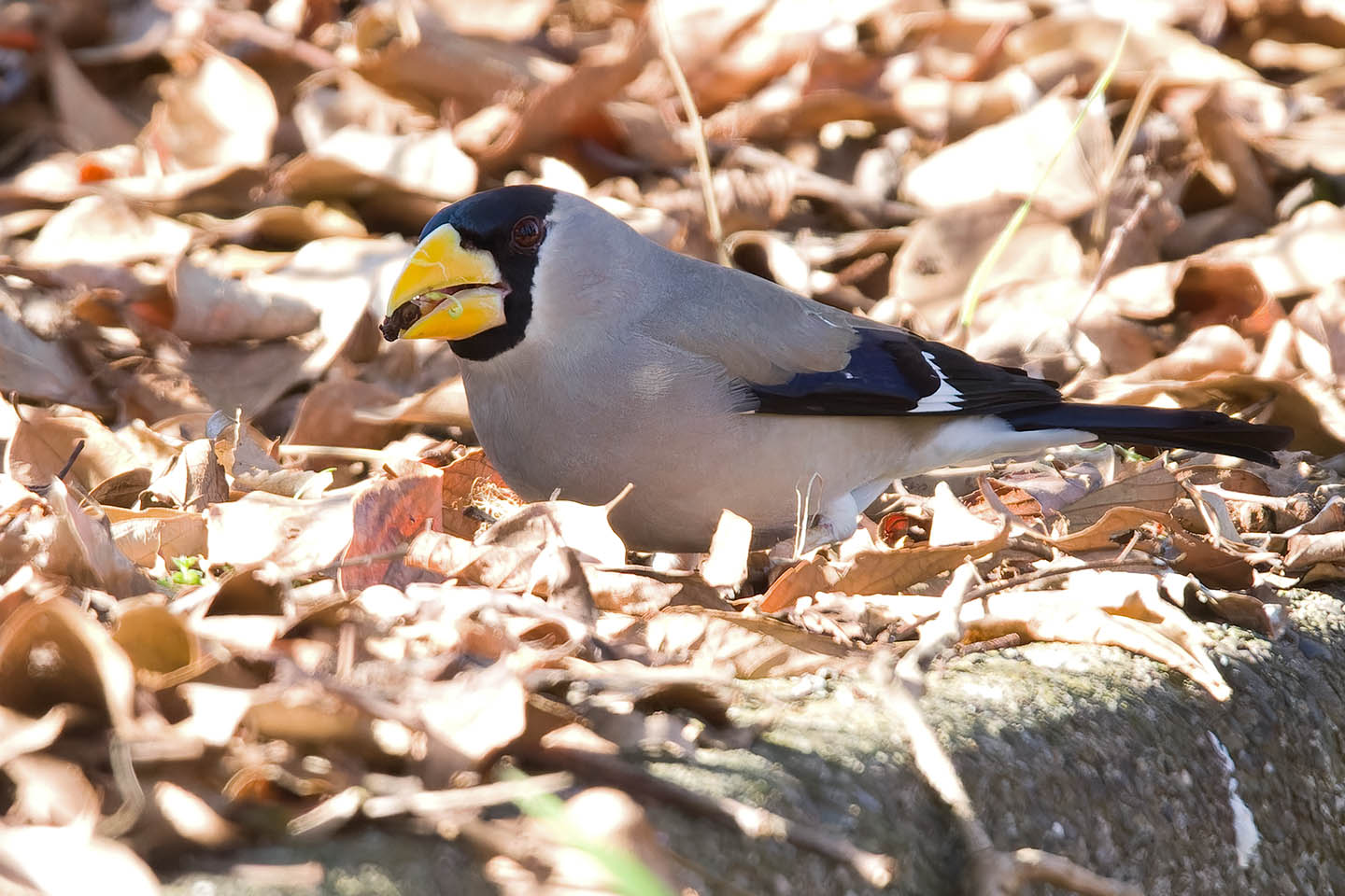 Canon EOS 60D + TAMRON SP 150-600mm F/5-6.3 Di VC USD (A011) and DxO PureRAW 3