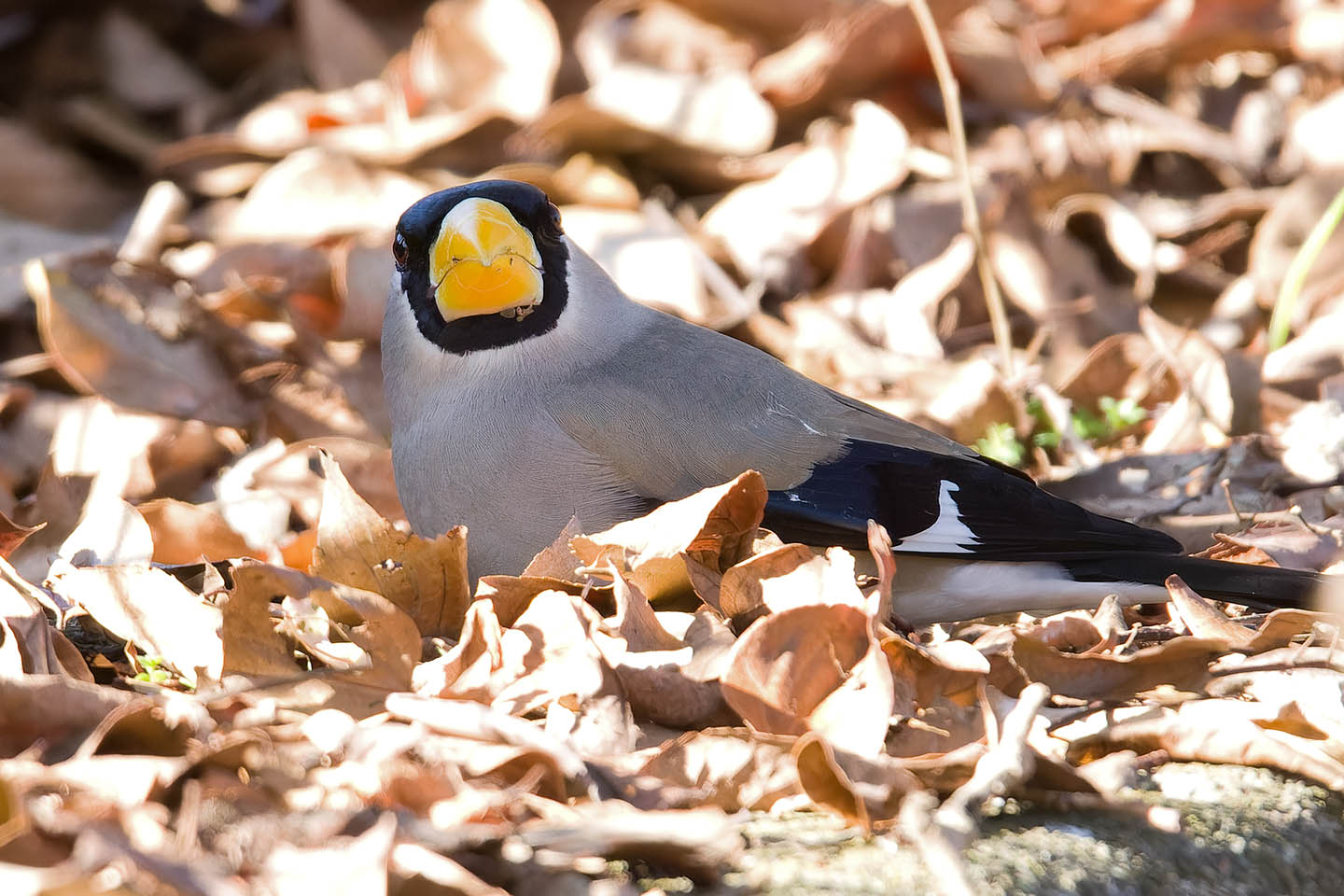 Canon EOS 60D + TAMRON SP 150-600mm F/5-6.3 Di VC USD (A011) and DxO PureRAW 3