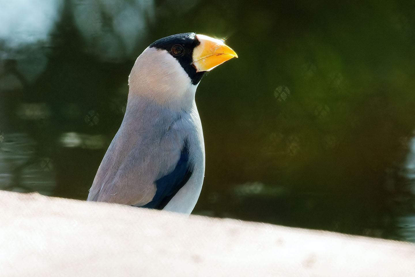 Canon EOS 60D + TAMRON SP 150-600mm F/5-6.3 Di VC USD (A011) and DxO PureRAW 3