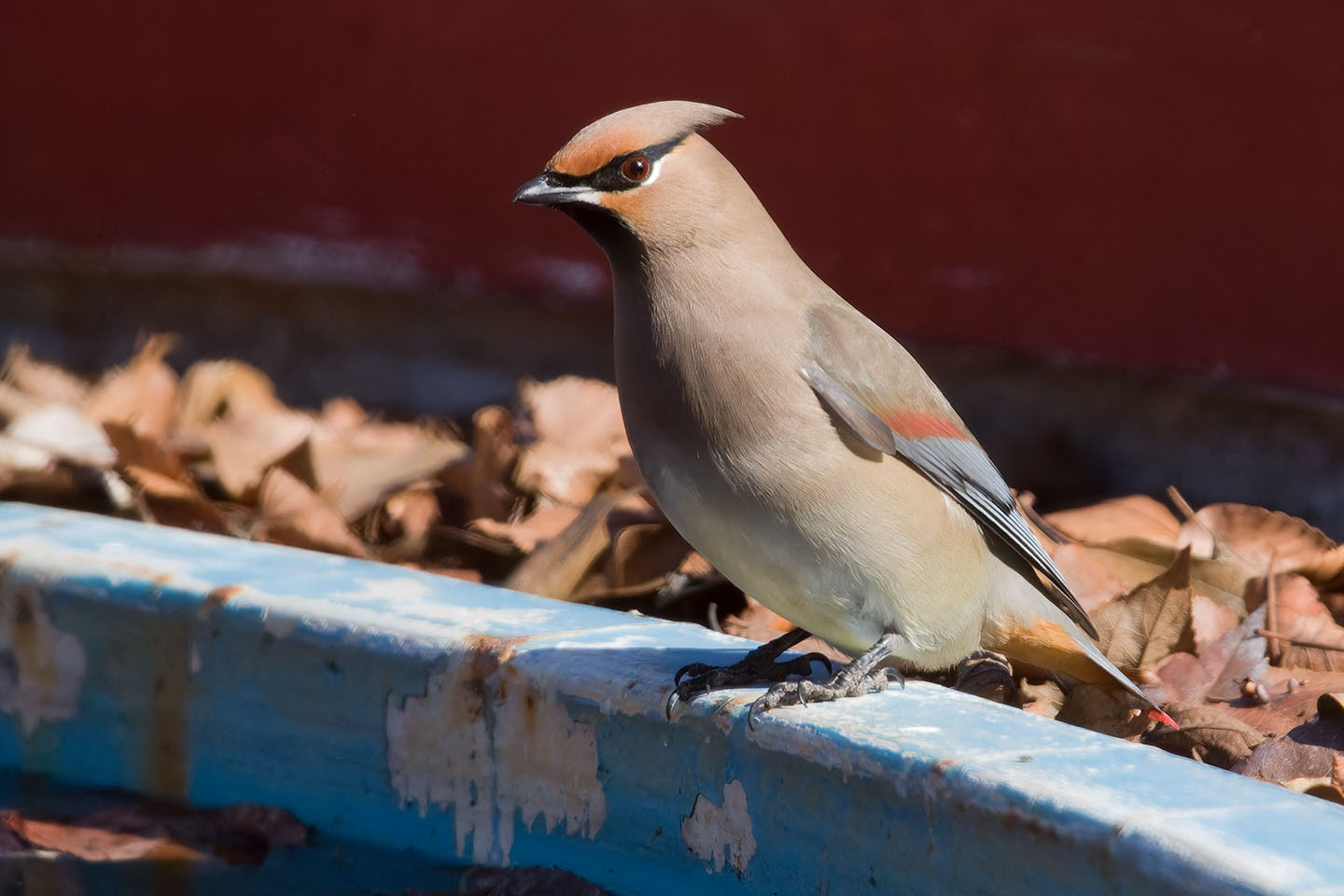 Canon EOS 60D + TAMRON SP 150-600mm F/5-6.3 Di VC USD (A011) and DxO PureRAW 3