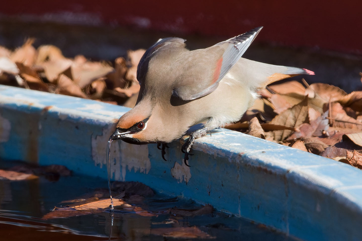 Canon EOS 60D + TAMRON SP 150-600mm F/5-6.3 Di VC USD (A011) and DxO PureRAW 3