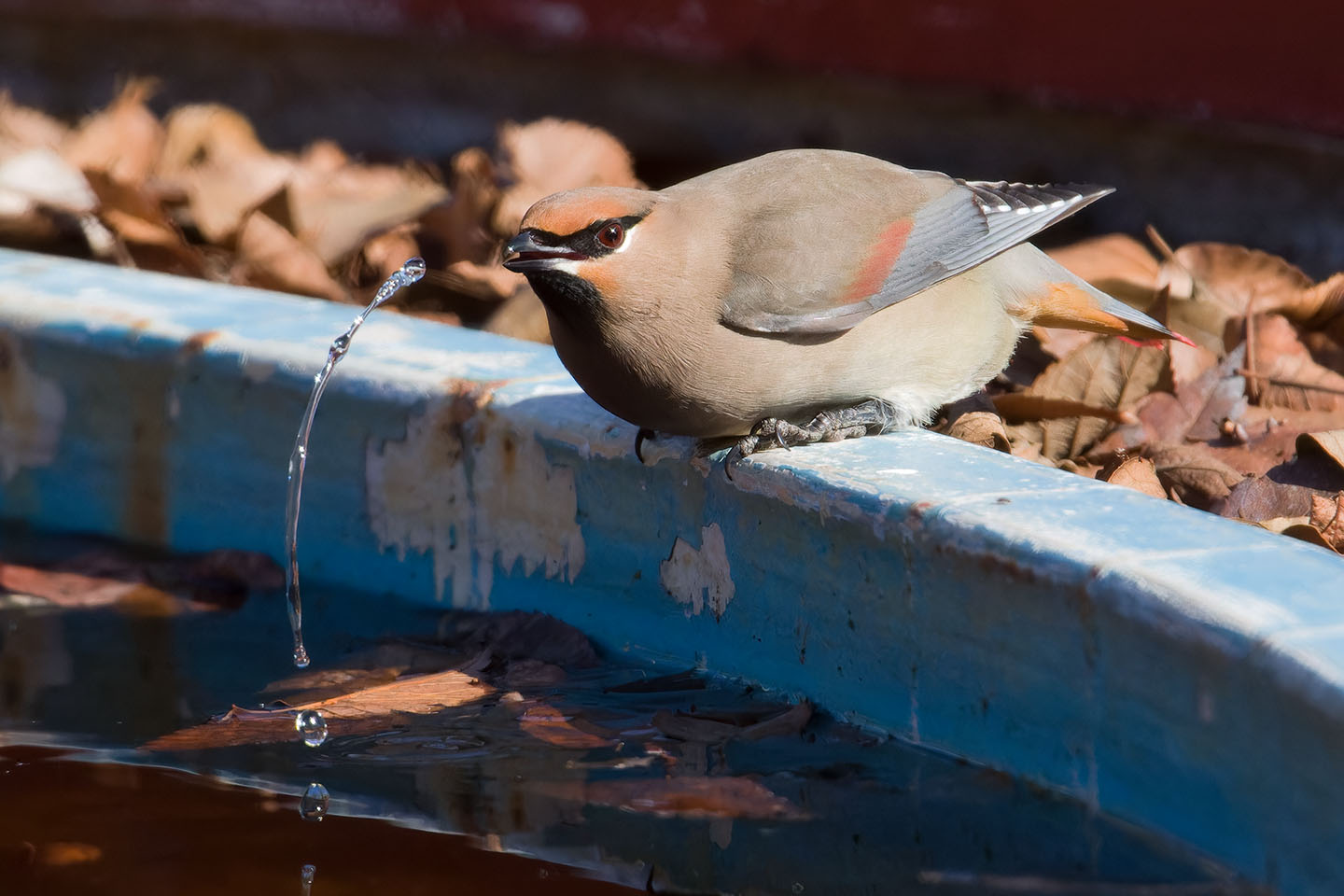 Canon EOS 60D + TAMRON SP 150-600mm F/5-6.3 Di VC USD (A011) and DxO PureRAW 3