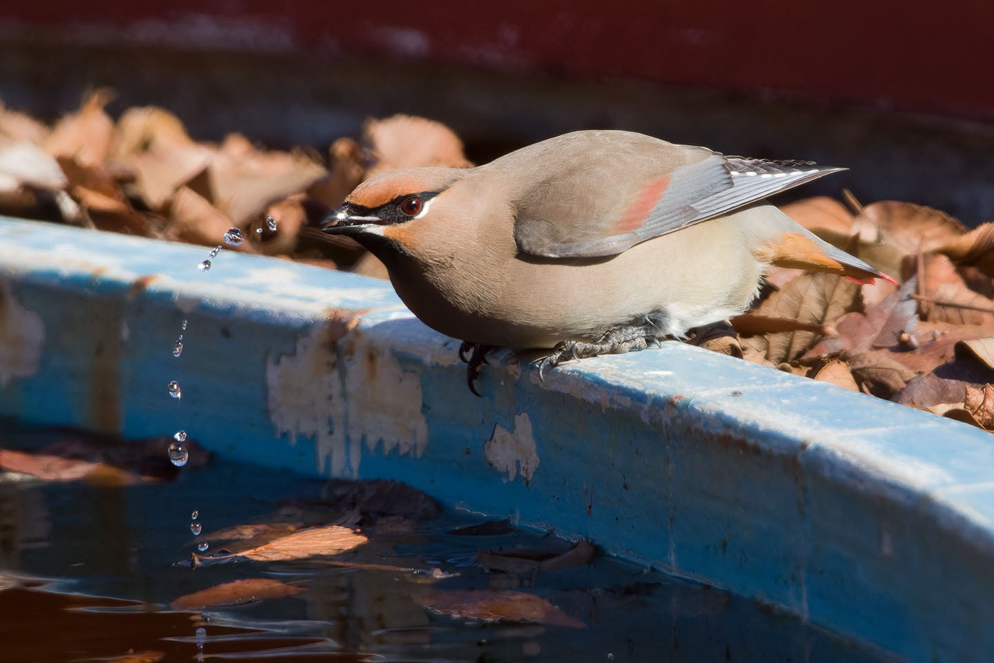 Canon EOS 60D + TAMRON SP 150-600mm F/5-6.3 Di VC USD (A011) and DxO PureRAW 3