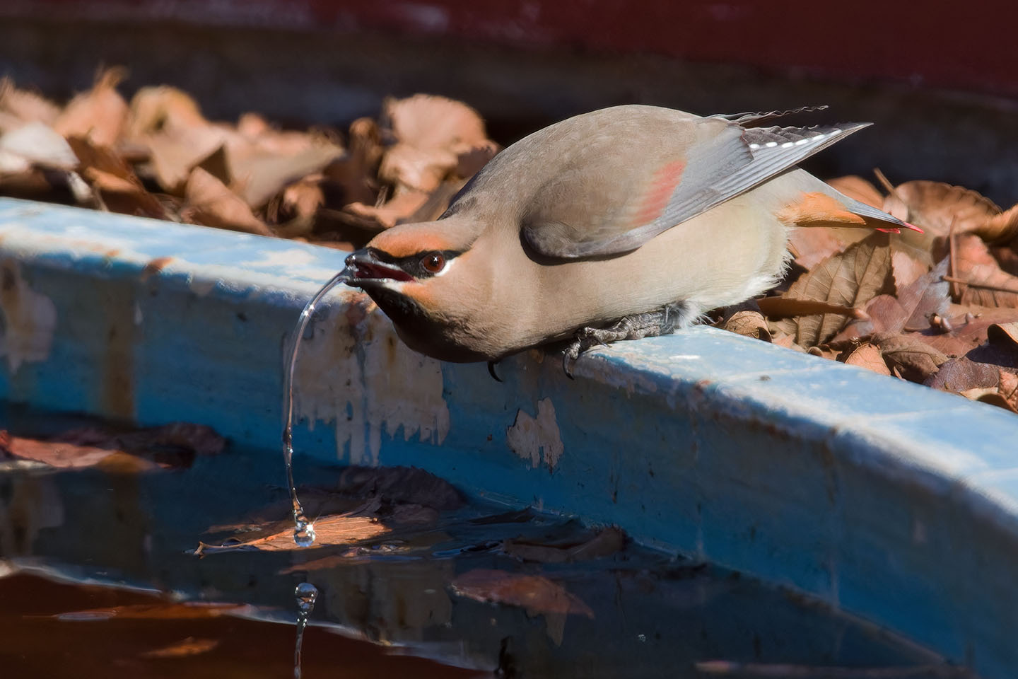 Canon EOS 60D + TAMRON SP 150-600mm F/5-6.3 Di VC USD (A011) and DxO PureRAW 3