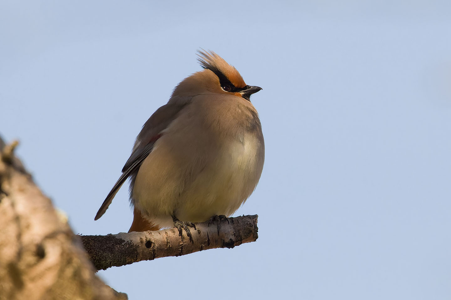 Canon EOS 60D + TAMRON SP 150-600mm F/5-6.3 Di VC USD (A011) and DxO PureRAW 3