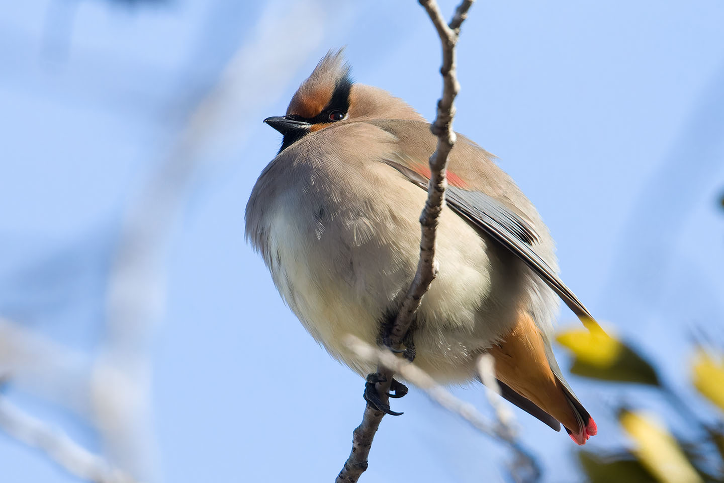 Canon EOS 60D + TAMRON SP 150-600mm F/5-6.3 Di VC USD (A011) and DxO PureRAW 3