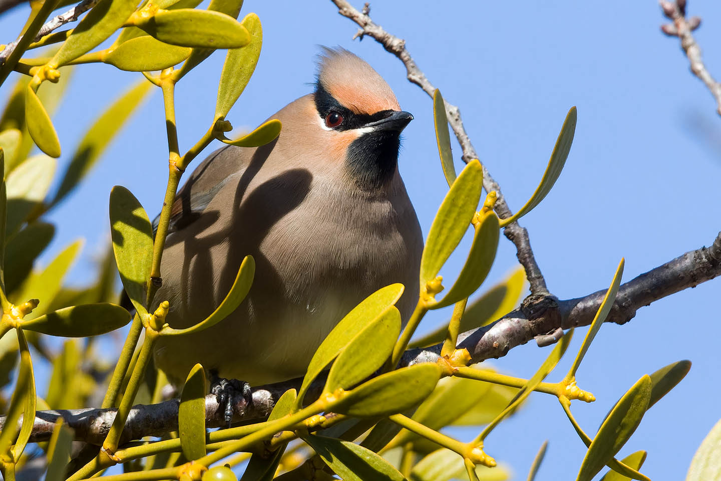 Canon EOS 60D + TAMRON SP 150-600mm F/5-6.3 Di VC USD (A011) and DxO PureRAW 3