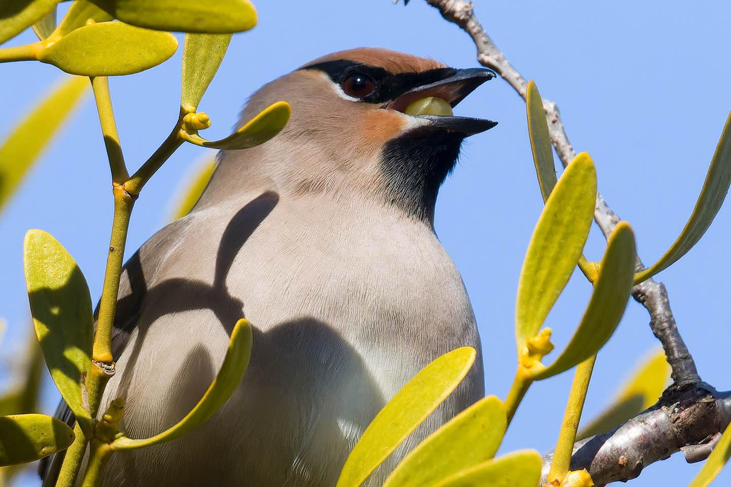 Canon EOS 60D + TAMRON SP 150-600mm F/5-6.3 Di VC USD (A011) and DxO PureRAW 3