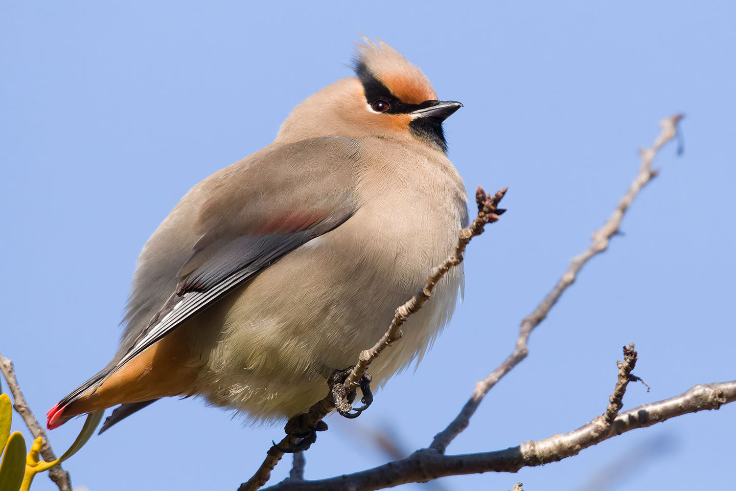 Canon EOS 60D + TAMRON SP 150-600mm F/5-6.3 Di VC USD (A011) and DxO PureRAW 3