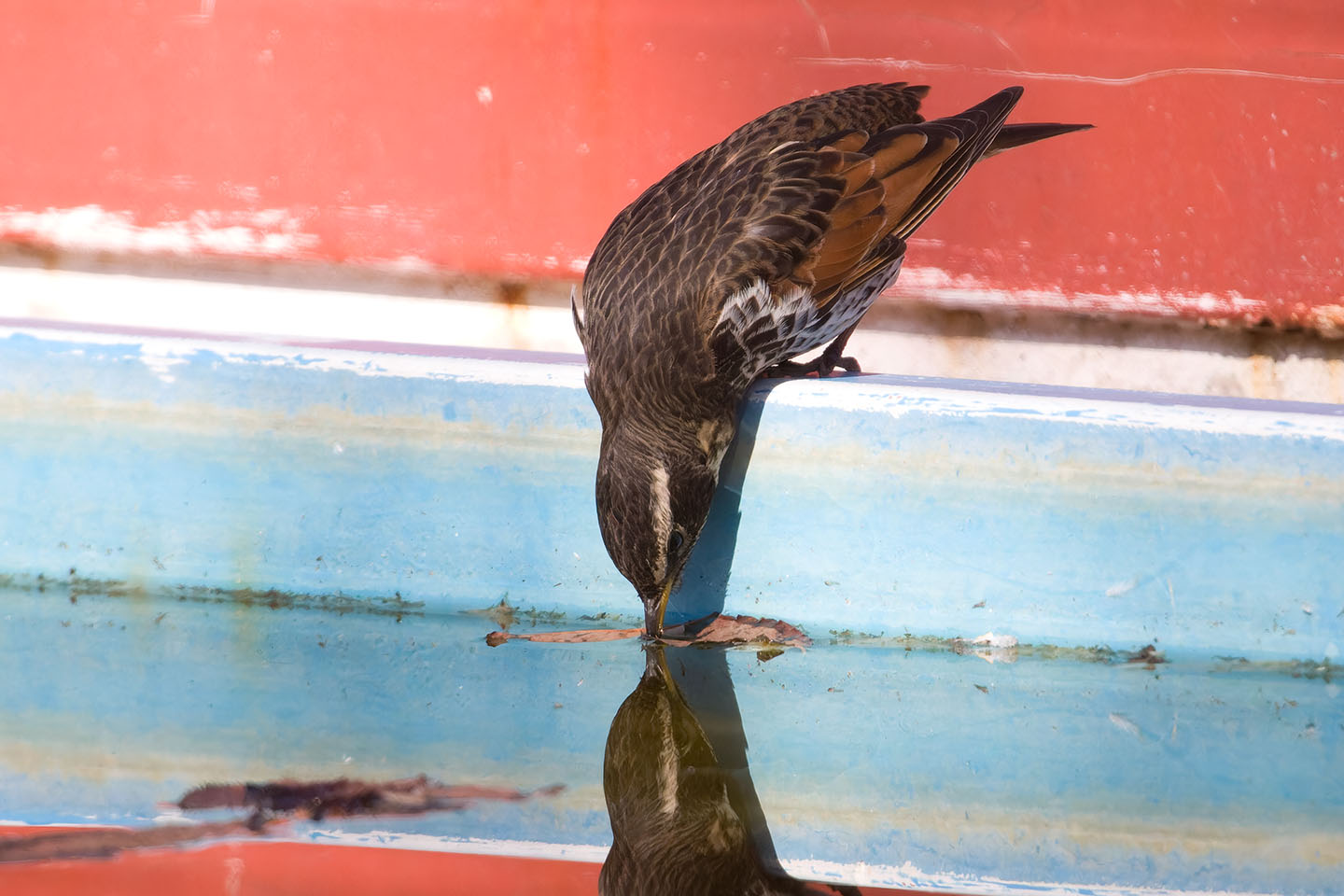 Canon EOS 60D + TAMRON SP 150-600mm F/5-6.3 Di VC USD (A011) and DxO PureRAW 3