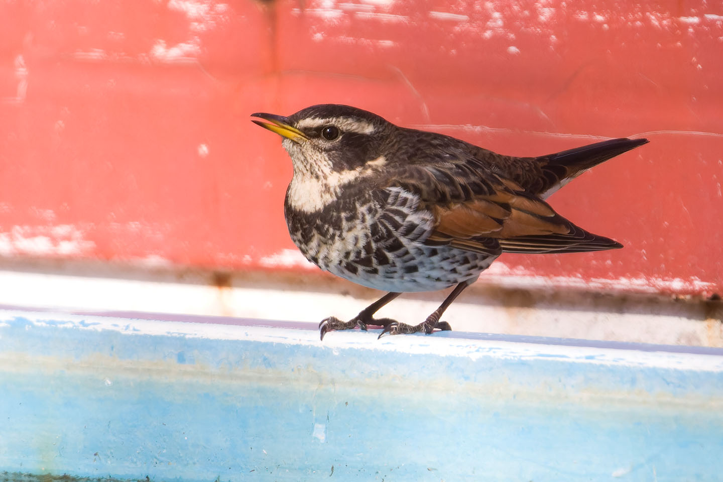 Canon EOS 60D + TAMRON SP 150-600mm F/5-6.3 Di VC USD (A011) and DxO PureRAW 3