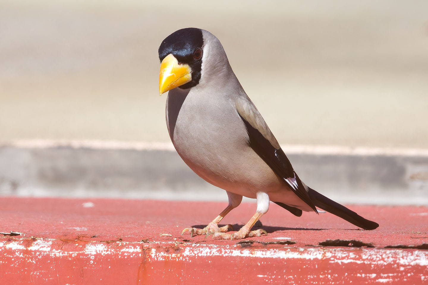 Canon EOS 60D + TAMRON SP 150-600mm F/5-6.3 Di VC USD (A011) and DxO PureRAW 3