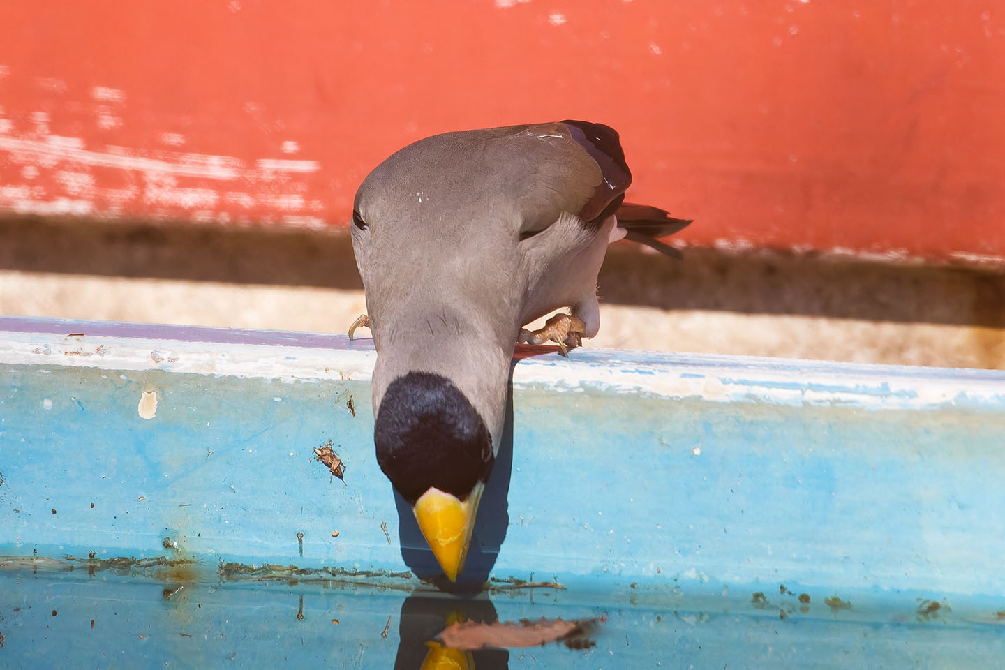 Canon EOS 60D + TAMRON SP 150-600mm F/5-6.3 Di VC USD (A011) and DxO PureRAW 3