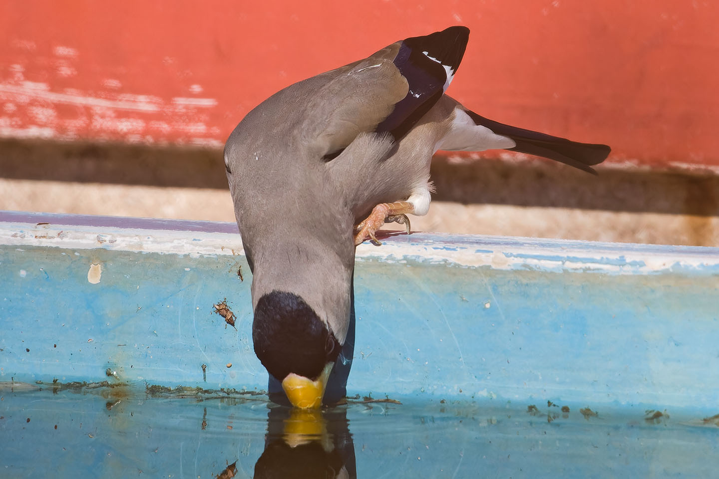 Canon EOS 60D + TAMRON SP 150-600mm F/5-6.3 Di VC USD (A011) and DxO PureRAW 3