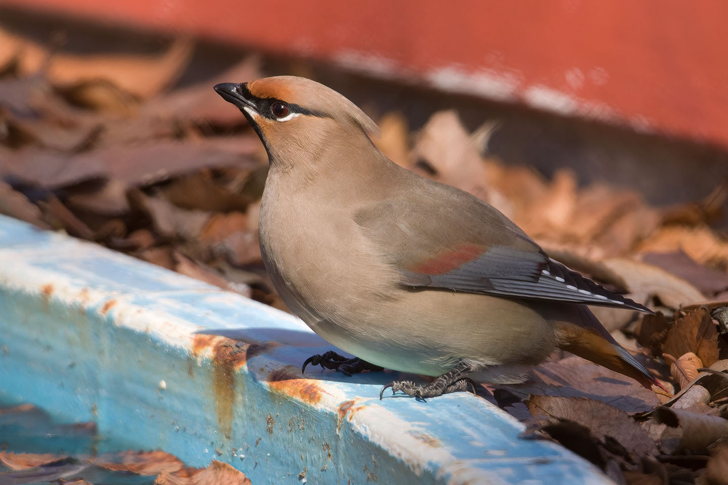 Canon EOS 60D + TAMRON SP 150-600mm F/5-6.3 Di VC USD (A011) and DxO PureRAW 3