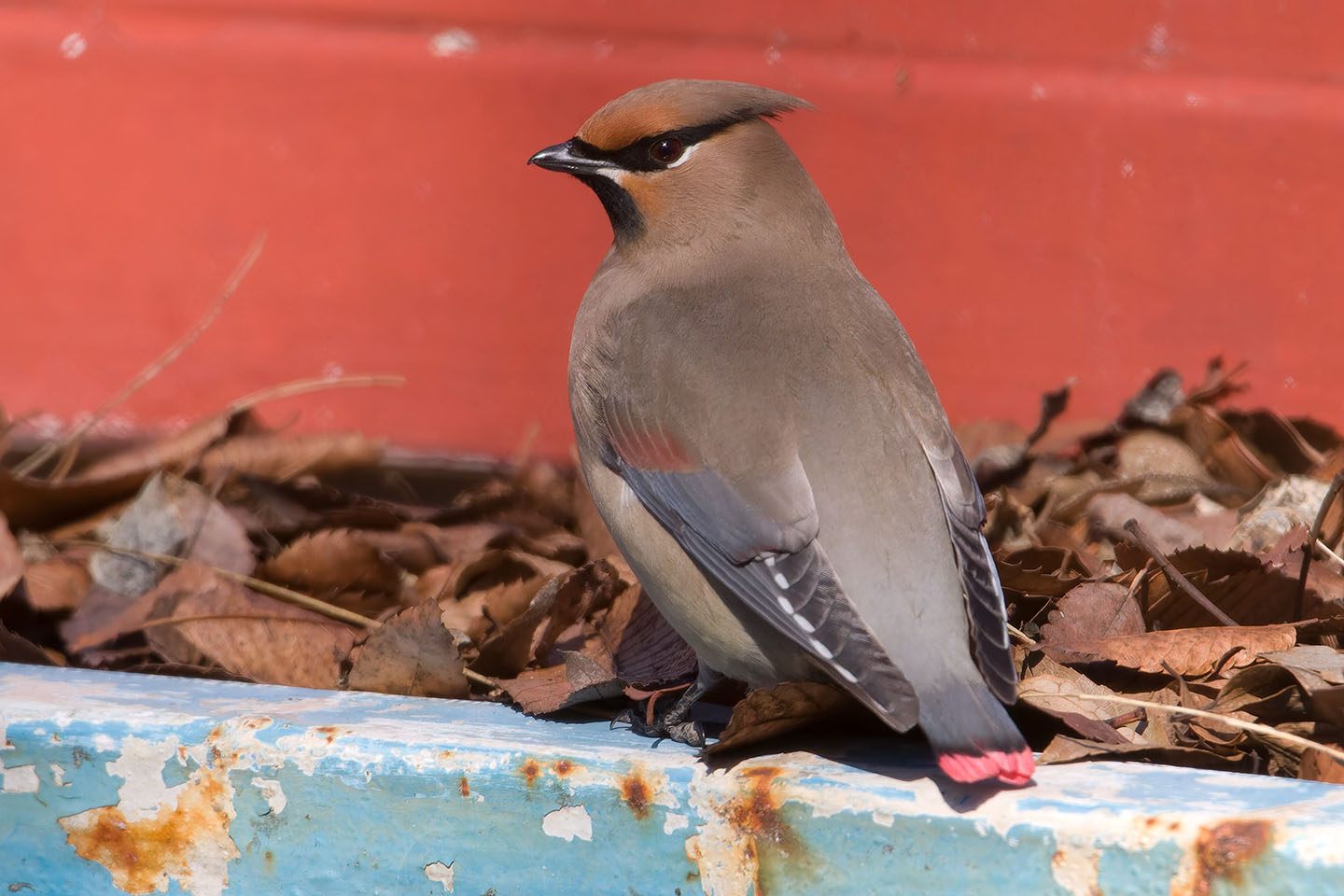 Canon EOS 60D + TAMRON SP 150-600mm F/5-6.3 Di VC USD (A011) and DxO PureRAW 3