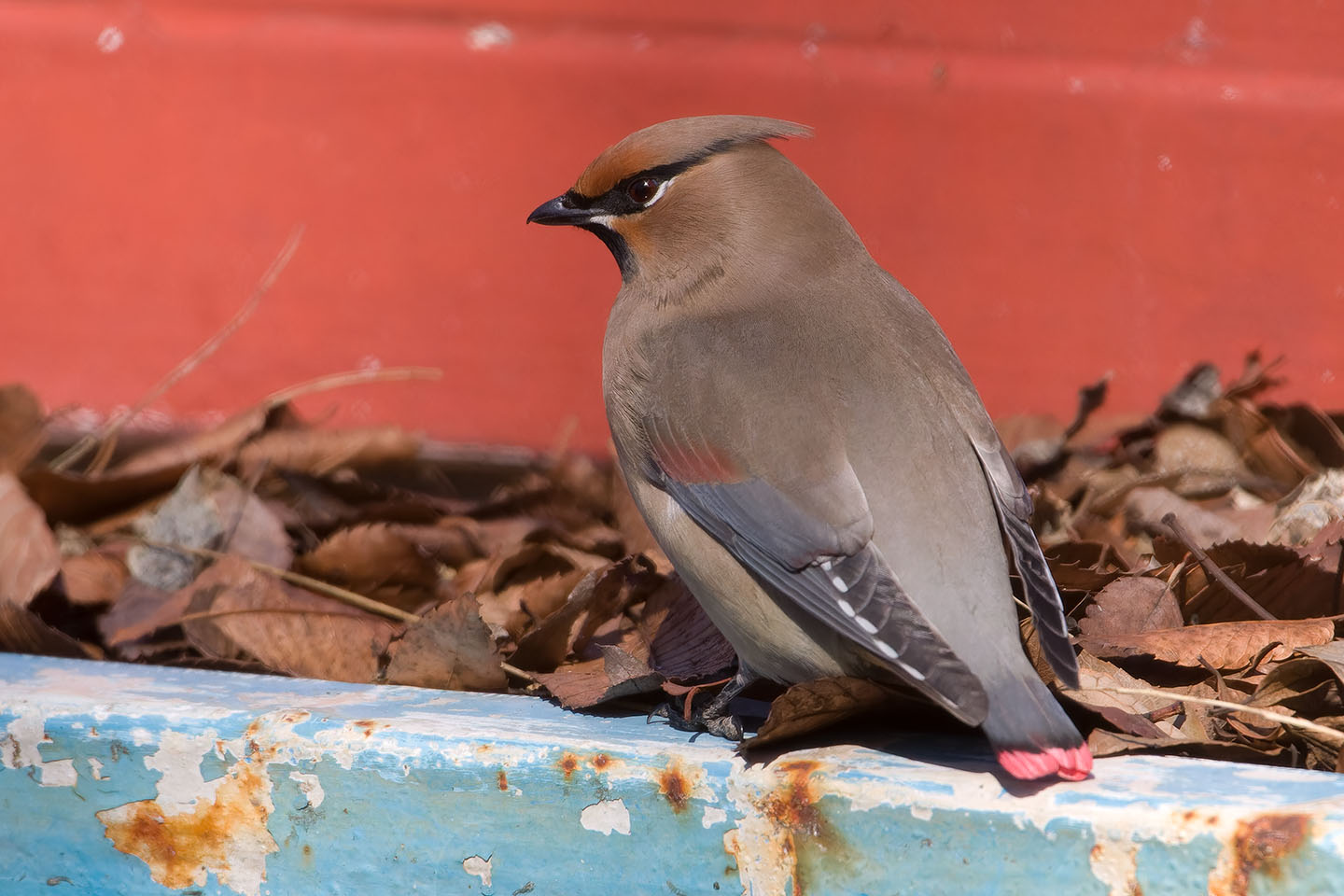 Canon EOS 60D + TAMRON SP 150-600mm F/5-6.3 Di VC USD (A011) and DxO PureRAW 3