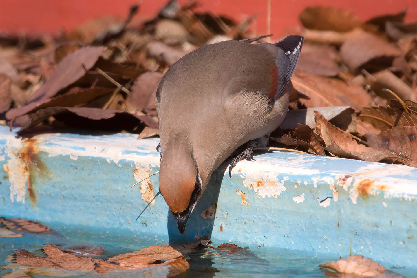 Canon EOS 60D + TAMRON SP 150-600mm F/5-6.3 Di VC USD (A011) and DxO PureRAW 3