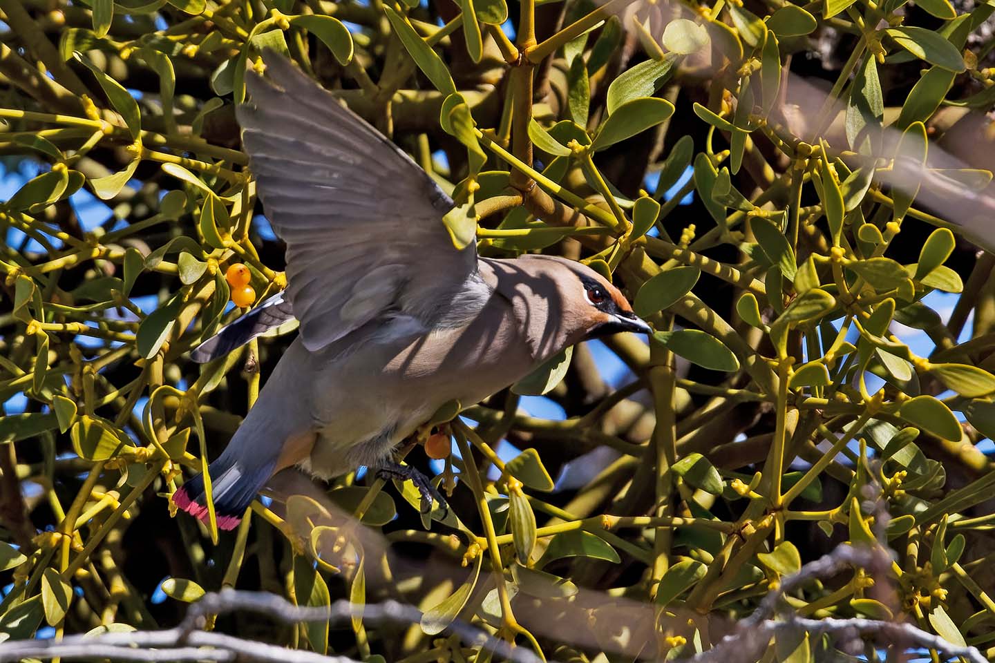 Canon EOS 60D + TAMRON SP 150-600mm F/5-6.3 Di VC USD (A011) and DxO PureRAW 3