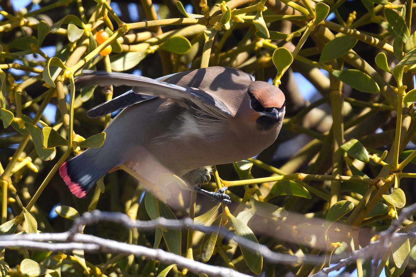 Canon EOS 60D + TAMRON SP 150-600mm F/5-6.3 Di VC USD (A011) and DxO PureRAW 3