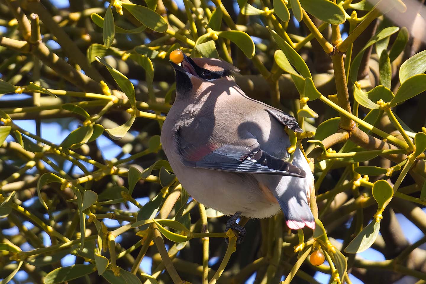 Canon EOS 60D + TAMRON SP 150-600mm F/5-6.3 Di VC USD (A011) and DxO PureRAW 3