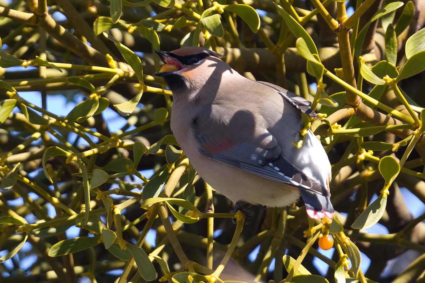 Canon EOS 60D + TAMRON SP 150-600mm F/5-6.3 Di VC USD (A011) and DxO PureRAW 3