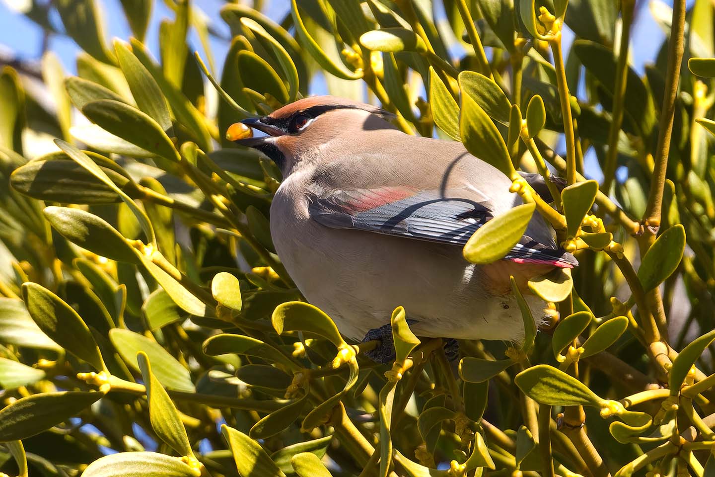 Canon EOS 60D + TAMRON SP 150-600mm F/5-6.3 Di VC USD (A011) and DxO PureRAW 3