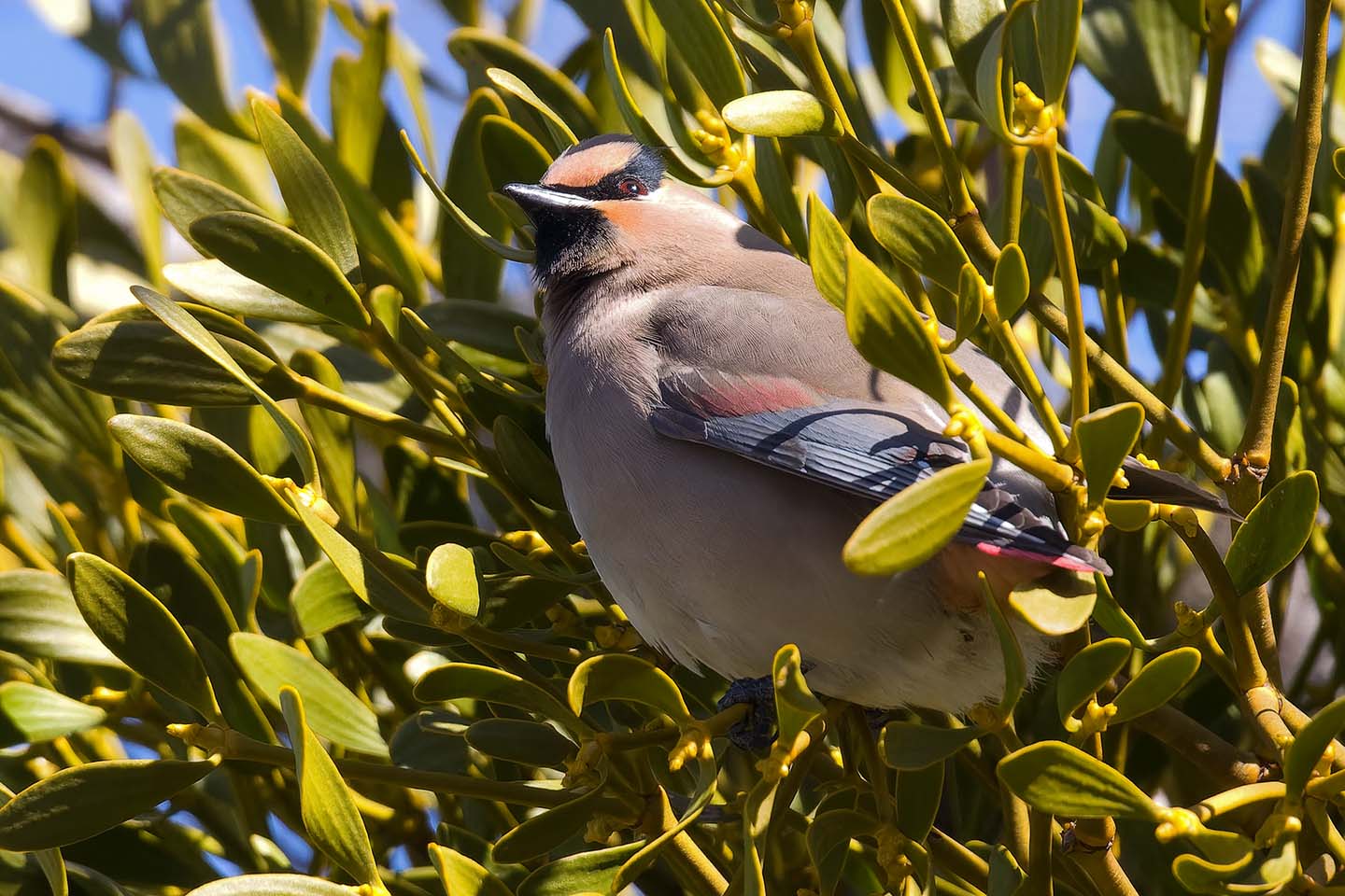 Canon EOS 60D + TAMRON SP 150-600mm F/5-6.3 Di VC USD (A011) and DxO PureRAW 3