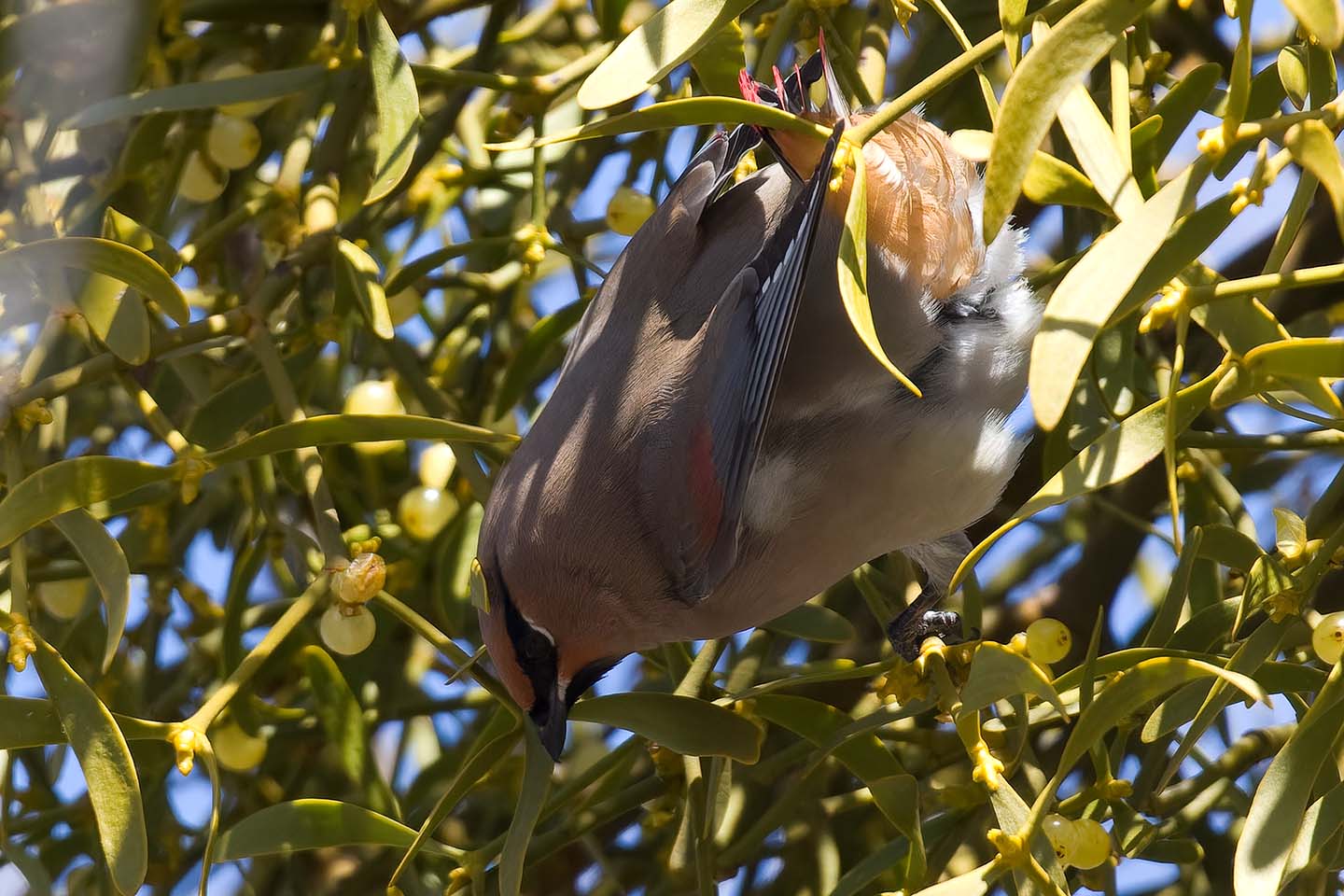 Canon EOS 60D + TAMRON SP 150-600mm F/5-6.3 Di VC USD (A011) and DxO PureRAW 3