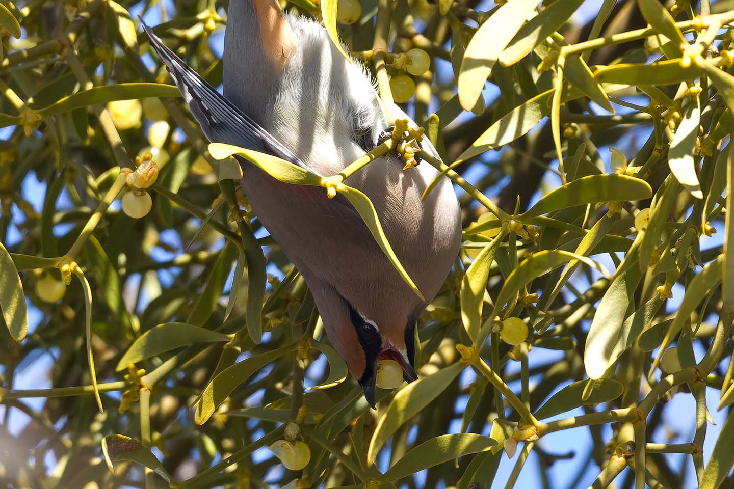 Canon EOS 60D + TAMRON SP 150-600mm F/5-6.3 Di VC USD (A011) and DxO PureRAW 3