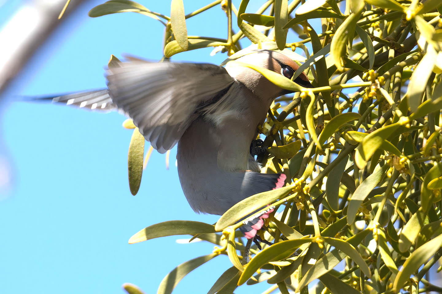 Canon EOS 60D + TAMRON SP 150-600mm F/5-6.3 Di VC USD (A011) and DxO PureRAW 3