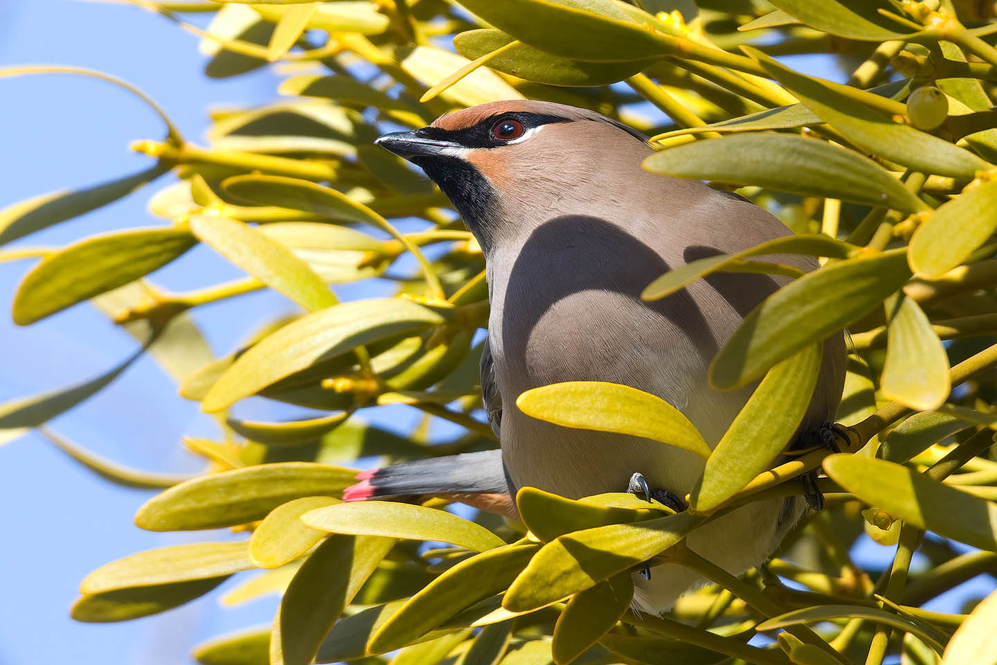 Canon EOS 60D + TAMRON SP 150-600mm F/5-6.3 Di VC USD (A011) and DxO PureRAW 3