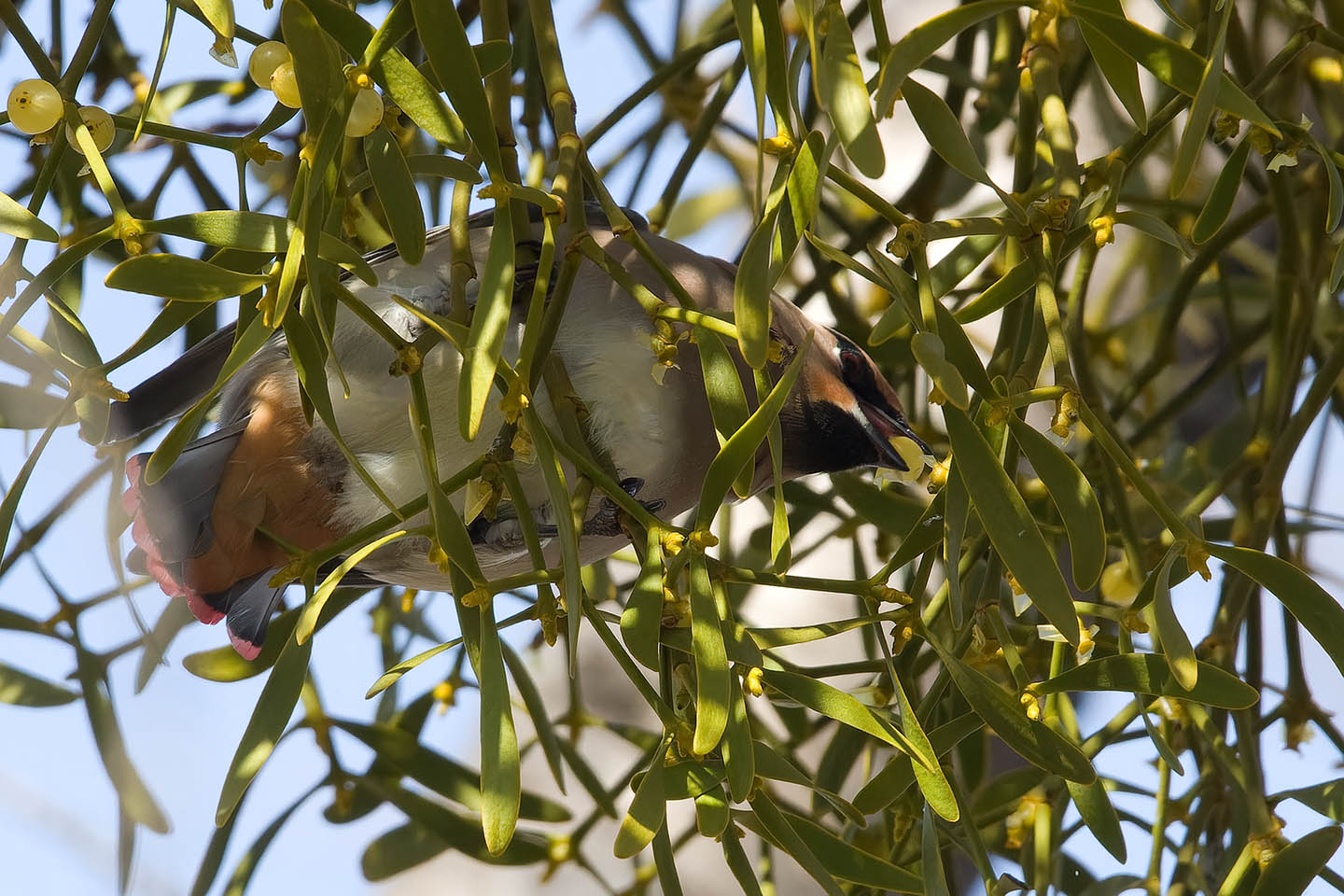 Canon EOS 60D + TAMRON SP 150-600mm F/5-6.3 Di VC USD (A011) and DxO PureRAW 3