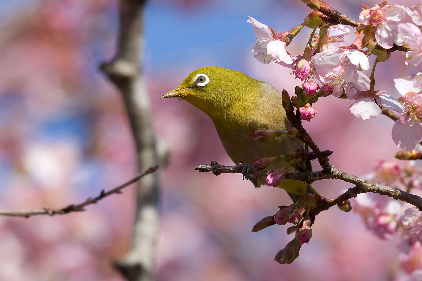Canon EOS 60D + TAMRON SP 150-600mm F/5-6.3 Di VC USD (A011) and DxO PureRAW 3