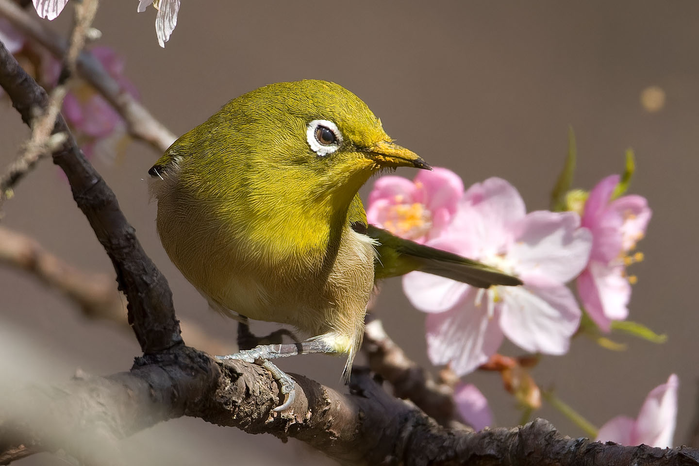 Canon EOS 60D + TAMRON SP 150-600mm F/5-6.3 Di VC USD (A011) and DxO PureRAW 3