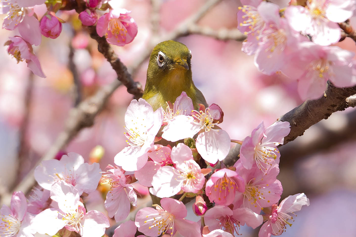 Canon EOS 60D + TAMRON SP 150-600mm F/5-6.3 Di VC USD (A011) and DxO PureRAW 3