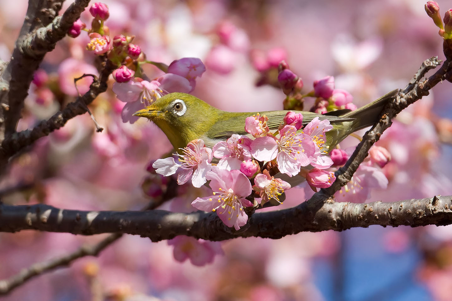 Canon EOS 60D + TAMRON SP 150-600mm F/5-6.3 Di VC USD (A011) and DxO PureRAW 3