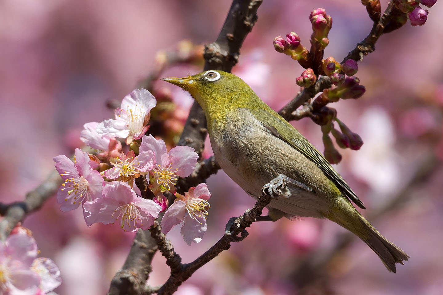 Canon EOS 60D + TAMRON SP 150-600mm F/5-6.3 Di VC USD (A011) and DxO PureRAW 3