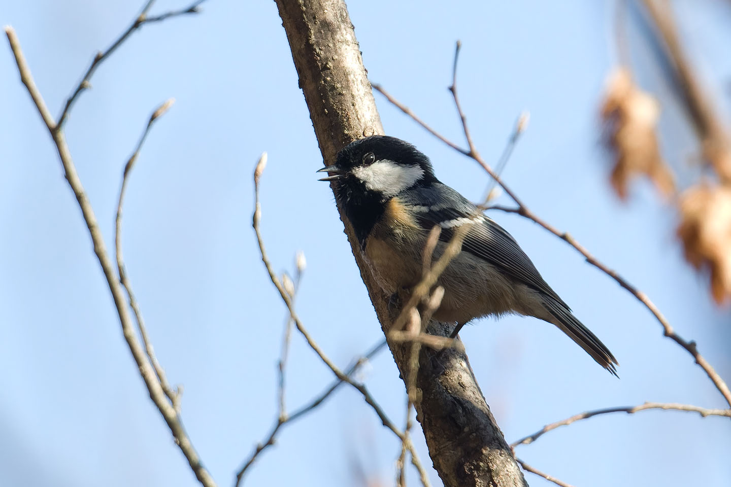 Canon EOS 60D + TAMRON SP 150-600mm F/5-6.3 Di VC USD (A011) and DxO PureRAW 3